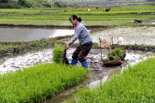 5月5日，廣西羅城縣四把鎮(zhèn)新印村村民在起秧苗，準備插田。