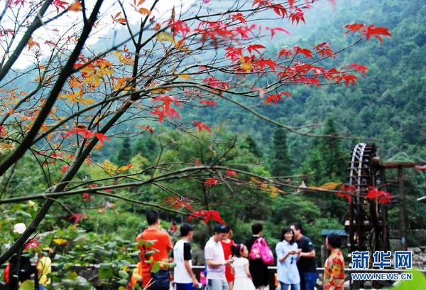 廣西賀州姑婆山楓葉泛紅，吸引眾多游客前來游覽（10月1日攝）。