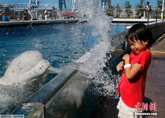 日本年輕到水族館去讓白鯨噴水娛樂避暑。