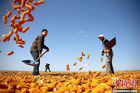 資料圖。農(nóng)民揮動鐵锨晾曬玉米，使得滿地盡帶“黃金甲”，成為一道靚麗的風(fēng)景線。趙琳 攝