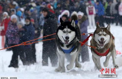 當(dāng)?shù)貢r間2月22日，俄羅斯符拉迪沃斯托克舉辦狗狗拉雪橇比賽，呆萌哈士奇展現(xiàn)實力。