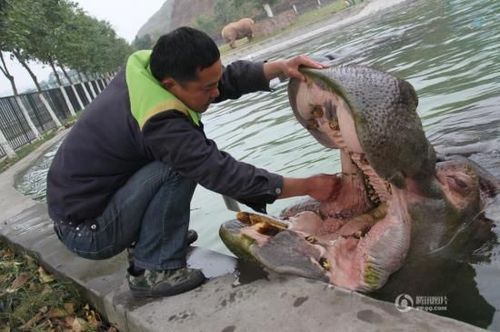 河馬主動求飼養(yǎng)員剔牙