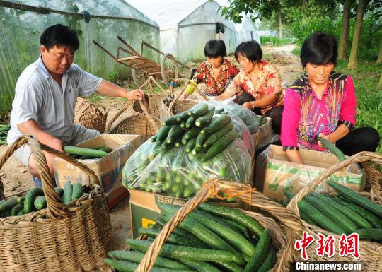 付天軍和聘用的殘友們一起將剛采摘的新鮮黃瓜包裝好?！『闈?攝