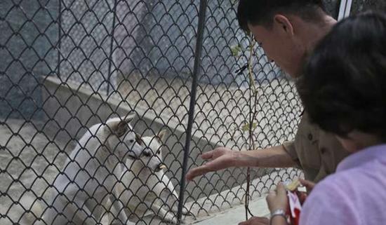 朝鮮平壤動物園里啥模樣？“狗屋”是最熱門景點(diǎn)