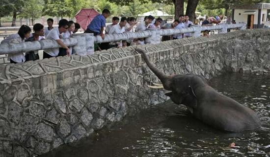 朝鮮平壤動物園里啥模樣？“狗屋”是最熱門景點(diǎn)