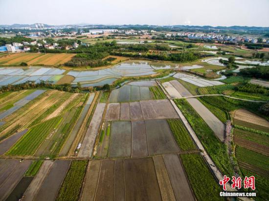 資料圖 航拍廣西柳州市柳北區(qū)沙塘鎮(zhèn)耕地，五彩繽紛。 黃威銘 攝