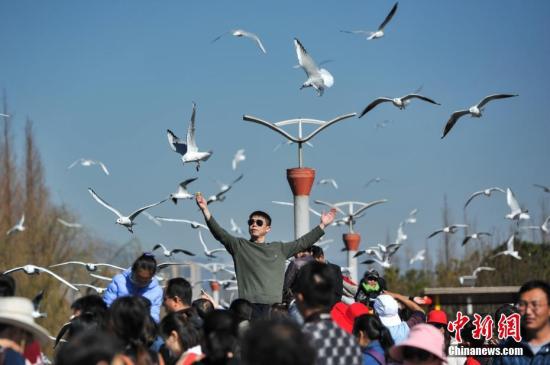 2月4日，春節(jié)長假剛剛結(jié)束，仍然有大批游客聚集到昆明滇池邊，觀鷗喂鷗，與紅嘴鷗一起共享昆明暖陽和藍(lán)天。<a target='_blank' href='http://www.chinanews.com/'>中新社</a>記者 任東 攝