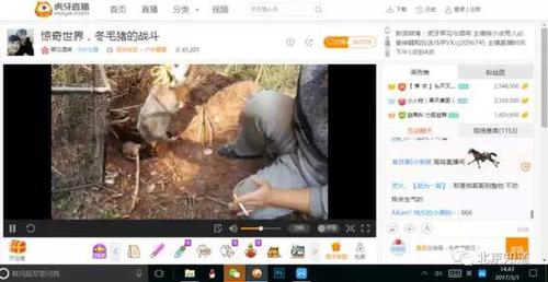 萬人圍觀捕殺野生動物 多家直播平臺現(xiàn)打野直播