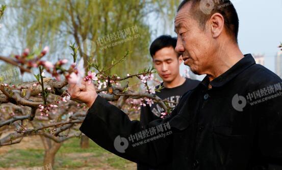 p30-1-胡偉和父親在自家地里，他們近年來專門種植桃子。他們身后是一處商業(yè)樓盤。