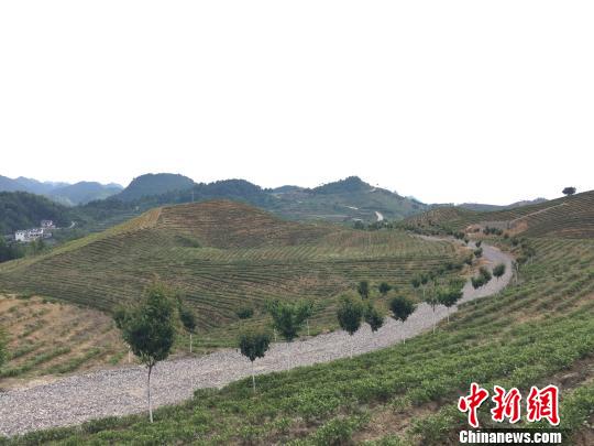 隨著四通八達且快捷的公路網的搭建，茶產業(yè)的興起，長巖村打造國際度假中心的信心滿滿?！Ⅸi 攝