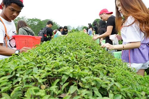 中國(guó)僑網(wǎng)采茶溯源。（華僑大學(xué)華文學(xué)院供圖：楊惠晶 張芬妮）