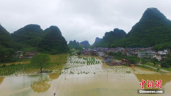 資料圖：廣西融安縣泗頂鎮(zhèn)儒南村拍攝被洪水淹沒的農(nóng)田。譚凱興 攝