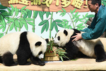 重慶動(dòng)物園為雙胞胎大熊貓舉辦1歲生日會