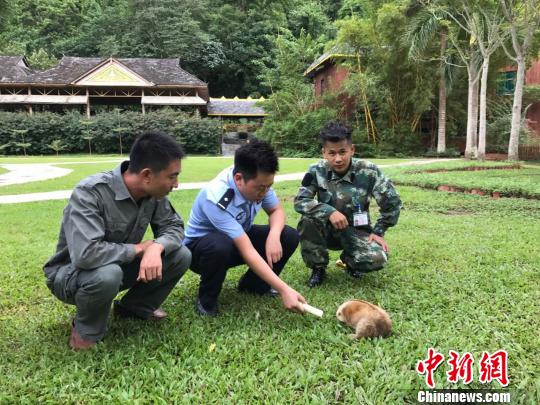 圖為蜂猴被救助。　常宗波 攝