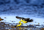 中國(guó)最大的鹽湖吸引眾多珍稀野生鳥類棲息過冬