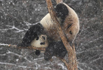 長春迎首場(chǎng)降雪 大熊貓雪地撒歡