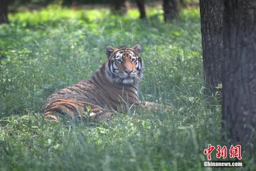 資料圖：威猛的東北虎躲在樹蔭下“慵懶”地休息。 張瑤 攝