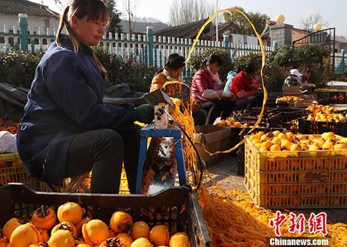 11月14日，陜西省隴縣天城鎮(zhèn)范家營(yíng)村農(nóng)戶正在采摘柿子，進(jìn)行柿餅深加工。該村有柿子樹(shù)千余棵，近半數(shù)樹(shù)齡超過(guò)百年，年產(chǎn)柿子300余噸。往年由于柿子滯銷造成大量柿子爛在地里。今年在當(dāng)?shù)卣鲐毟刹繋椭?，該村以合作社加農(nóng)戶方式，正在以采摘、深加工、銷售一條龍服務(wù)模式脫貧。 <a target='_blank' href='http://www.chinanews.com/'>中新社</a>記者 宋吉河 攝