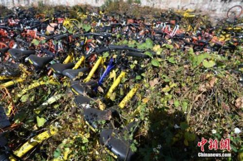 資料圖：數(shù)百輛共享單車被荒草“掩埋”。<a target='_blank' href='http://www.chinanews.com/'>中新社</a>記者 任東 攝