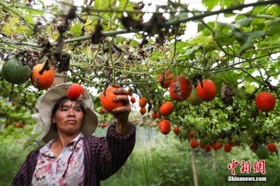 10月10日，丹寨縣排調(diào)鎮(zhèn)明超產(chǎn)業(yè)扶貧專業(yè)合作社民眾在采摘吊瓜。近日，貴州省丹寨縣排調(diào)鎮(zhèn)吊瓜進(jìn)入采摘時(shí)節(jié)，瓜農(nóng)在田間采摘，喜迎豐收。丹寨縣排調(diào)鎮(zhèn)吊瓜種植項(xiàng)目，總投資238.5萬元，其中申請財(cái)政扶貧資金166.5萬元，自籌72萬元，采取“村社聯(lián)建”運(yùn)營模式，在該鄉(xiāng)鎮(zhèn)9個(gè)村實(shí)施吊瓜種植600畝，2017年產(chǎn)值約120萬元，項(xiàng)目產(chǎn)生效益后利潤部分采取4411分紅模式，即40%貧困戶、40%合作社經(jīng)營管理人員、10%村集體、10%合作社作為下一步壯大發(fā)展資金，種植項(xiàng)目帶動84戶貧困戶脫貧增收。賀俊怡 攝