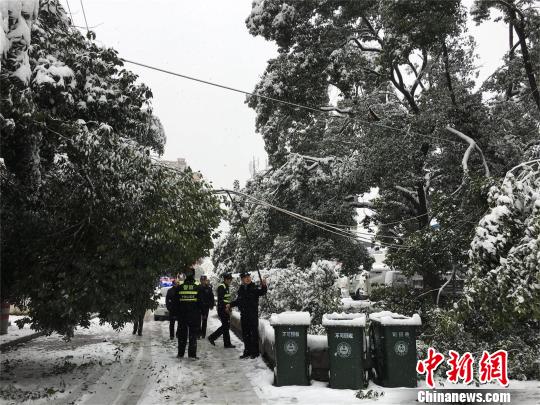 湖北十堰，積雪壓斷樹枝 劉英 攝