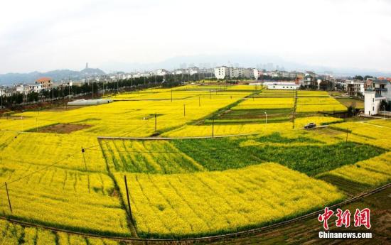 資料圖：江西省遂川縣枚江鎮(zhèn)盛開(kāi)的油菜花撒滿(mǎn)大地。 李建平 攝