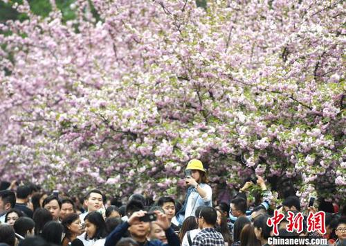 4月1日，中國科學(xué)技術(shù)大學(xué)校園內(nèi)的櫻花全面盛開，萬人涌入“櫻花大道”?！№n蘇原 攝