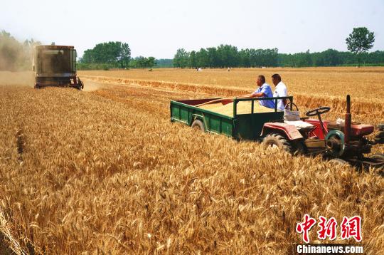 盡管機(jī)械讓麥?zhǔn)兆兊煤?jiǎn)單，但是在外務(wù)工的人還是愿意回到故鄉(xiāng)親力親為?！№n章云 攝