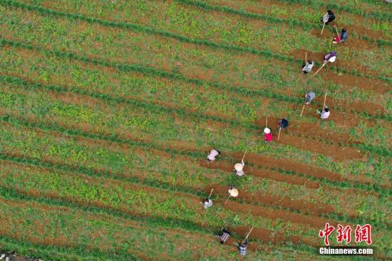 資料圖：農(nóng)民在種植基地勞作。 <a target='_blank' href='http://www.chinanews.com/'>中新社</a>記者 賀俊怡 攝