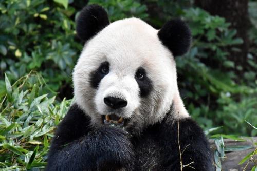 團團：你在看我嗎？臺灣《聯(lián)合報》/臺北市立動物園供圖