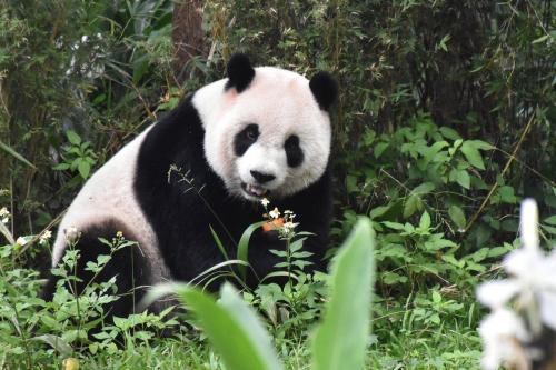 圓仔就是愛熱鬧！臺灣《聯(lián)合報》/臺北市立動物園供圖