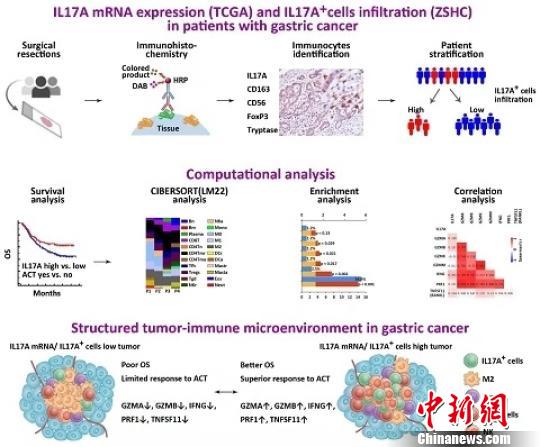 中國(guó)科學(xué)家發(fā)現(xiàn)胃癌微環(huán)境抗腫瘤免疫機(jī)制