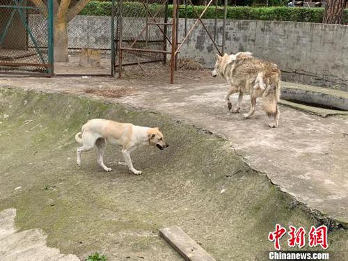 動(dòng)物園“狗狼同籠”引熱議園方回應(yīng)：沒(méi)必要分開