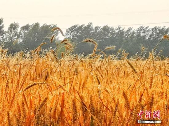 資料圖：皖北平原許多小麥種植區(qū)，進入收割期。劉浩 陳杰 攝