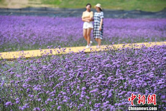 圖為民眾在蘭州新區(qū)網(wǎng)紅打卡地“臨港花海”散步?！∥航ㄜ?攝