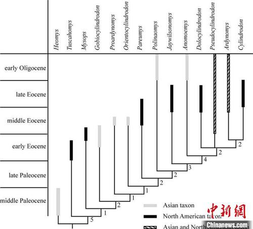圓柱齒鼠類系統(tǒng)發(fā)育分析?？蒲袌F(tuán)隊(duì) 供圖