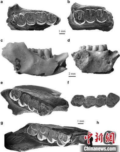依和蘇步假圓柱齒鼠類化石材料?？蒲袌F(tuán)隊(duì) 供圖