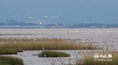 閩江河口濕地棲息著大量鳥類。記者 林雙偉 攝