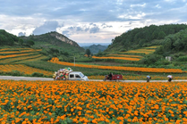 貴州威寧：萬(wàn)壽菊開(kāi)出“致富花”